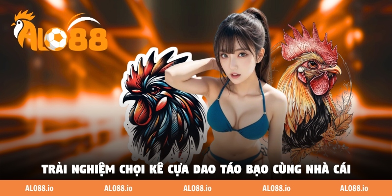 Trải nghiệm chọi kê cựa dao táo bạo cùng nhà cái